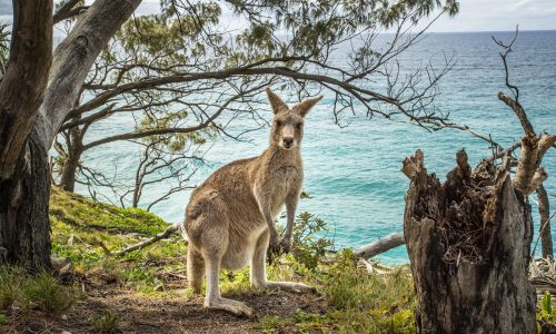How Stradbroke Island Is Leading the Way in Ethical Wildlife Tourism